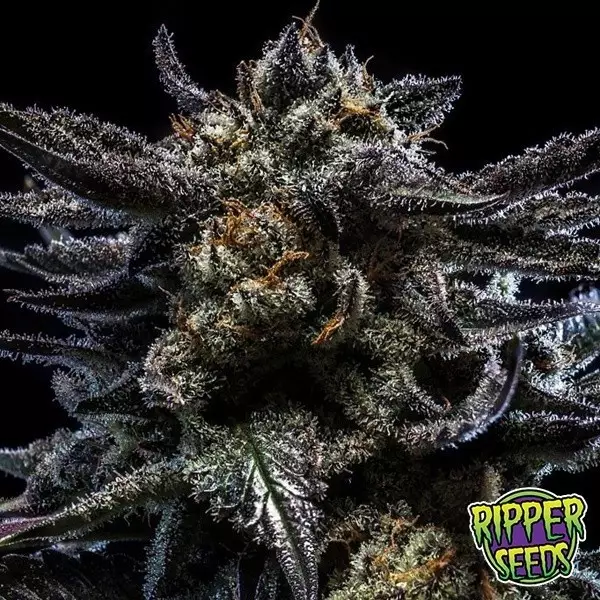 Visualizzazione Zombie Kush Auto di Ripper Seeds - GB The Green Brand