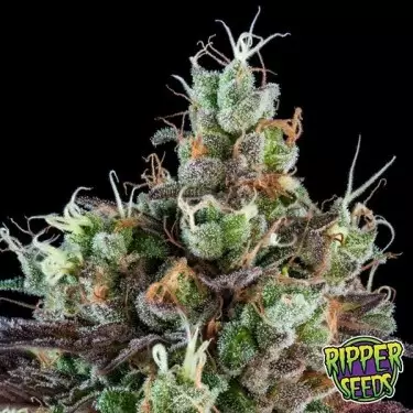 Sour Ripper Auto di Ripper Seeds - GB The Green Brand