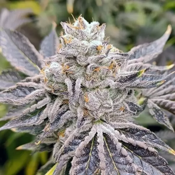 Visualizzazione Euskal Zkittlez di Genehtik Seeds - GB The Green Brand