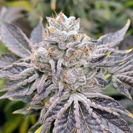 Euskal Zkittlez di Genehtik Seeds - GB The Green Brand