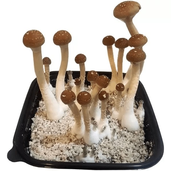 Panetto di Funghi GB- GB The Green Brand