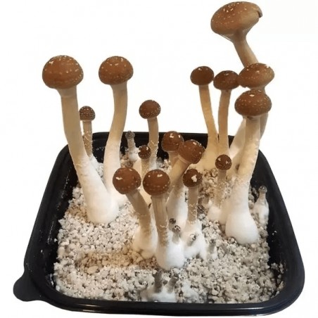 Panetto di Funghi GB- GB The Green Brand