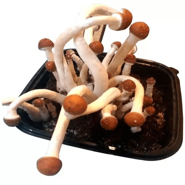 Panetto di Funghi B+ AK47