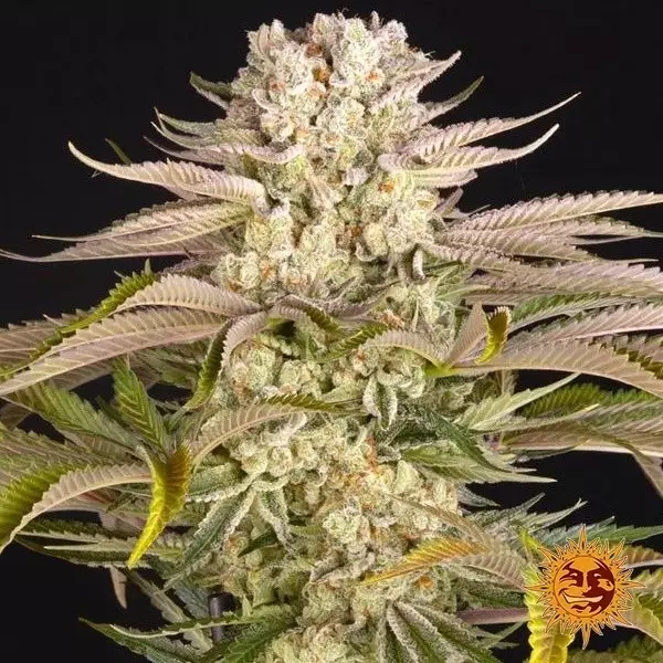 Visualizzazione Pineapple Express Barney's Farm - GB The Green Brand