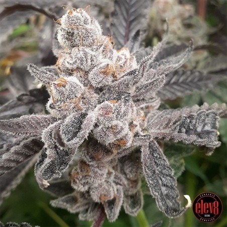 Bakers Fruit semillas de Elev8 Seeds  - GB The Green Brand