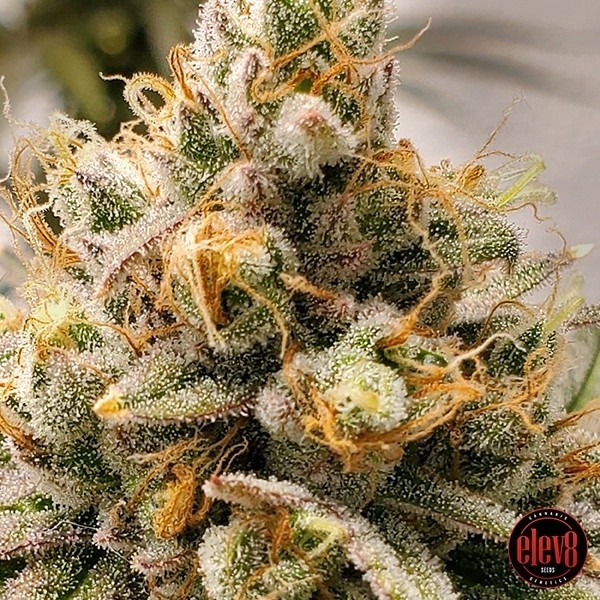 Visualizzazione Frosty Melons semillas de Elev8 Seeds - GB The Green Brand