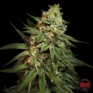 Snoop's Applefrizzle Semi Elev8 - GB The Green Brand