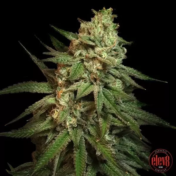 Visualizzazione Snoop's Applefrizzle Semi Elev8 - GB The Green Brand