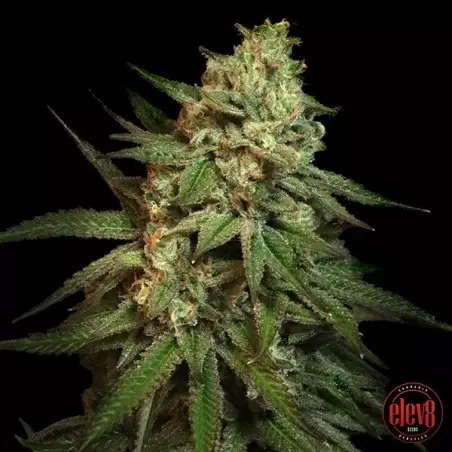 Snoop's Applefrizzle Semi Elev8 - GB The Green Brand