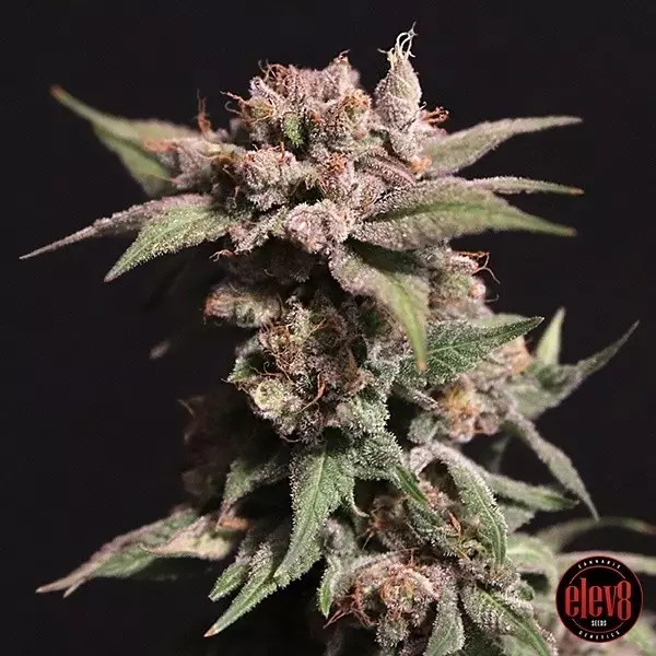 Visualizzazione Strawberry Sugar de Elev8 Seeds - GB The Green Brand