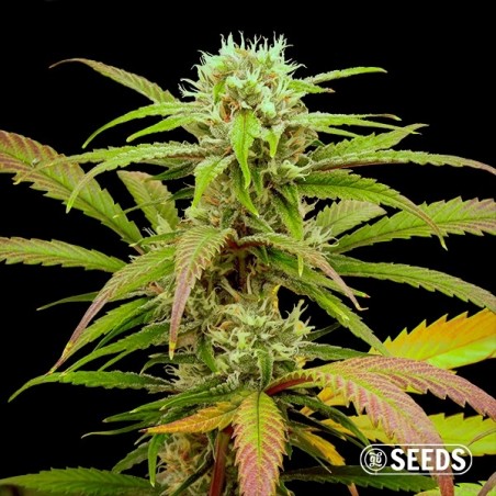 Semi Critical Fast CBG - GB The Green Brand