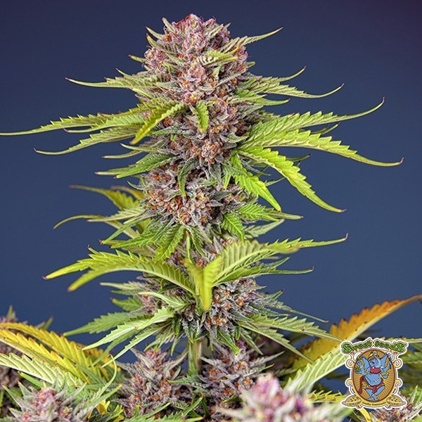 Visualizzazione Mimosa Bruce Banner XL Auto