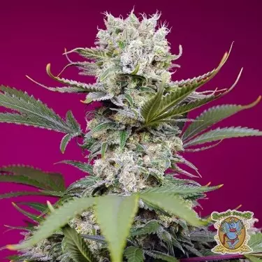 Sweet Mandarine Zkittlez XL Auto Sweet Seeds - GB The Green Brand