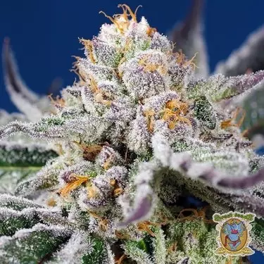 Orange Apricot Glue XL Auto- GB The Green Brand