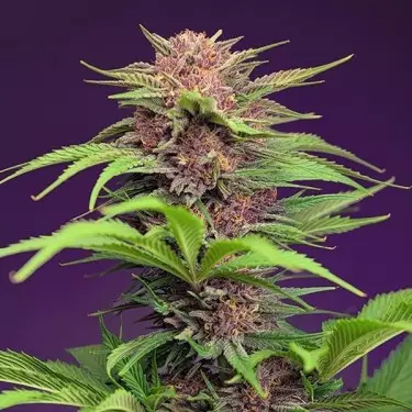 Red Mimosa XL Auto Sweet Seeds - GB The Green Brand