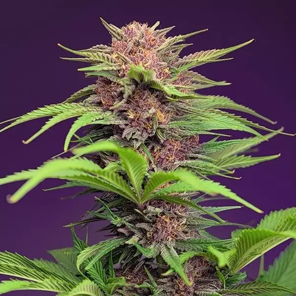 Visualizzazione Red Mimosa XL Auto Sweet Seeds - GB The Green Brand