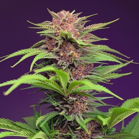Red Mimosa XL Auto Sweet Seeds - GB The Green Brand