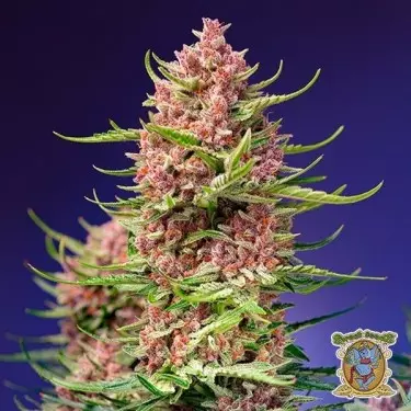 Strawberry Cola Sherbet F1 Fast Version Sweet Seeds - GB Green Brand