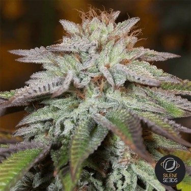 Visualizzazione L.A. Vanilla Cake Auto Silent Seeds - GB The Green Brand