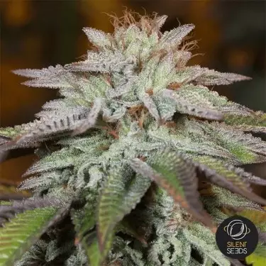 L.A. Vanilla Cake Auto Silent Seeds - GB The Green Brand