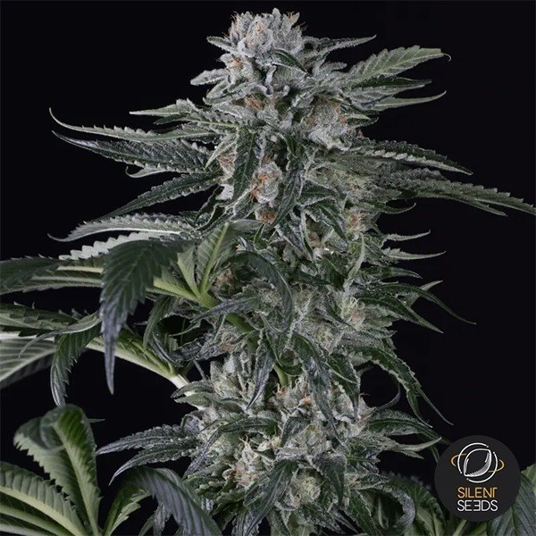 Visualizzazione Moby Dick Auto di Silent Seeds / Dinafem - GB The Green Brand