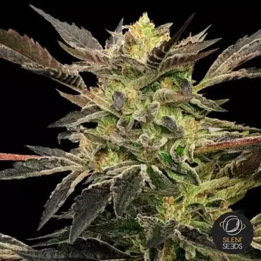 Auto Pink Sunset by Sherbinskis- GB The Green Brand