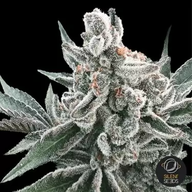 Auto Polar Gelato by Sherbinskis - GB The Green Brand