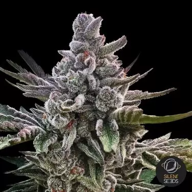 Acai Jelly by Sherbinskis- GB The Green Brand