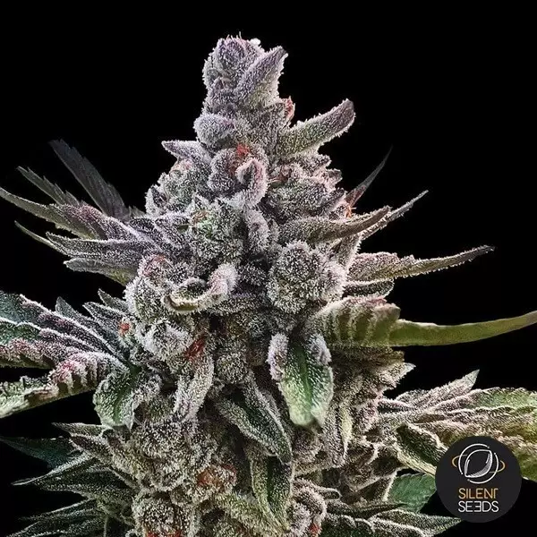 Acai Jelly by Sherbinskis- GB The Green Brand