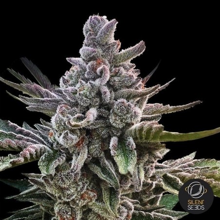 Acai Jelly by Sherbinskis- GB The Green Brand