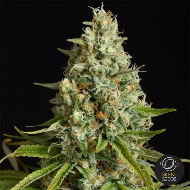 Visualizzazione Amnesia Lemon Silent Seeds - GB The Green Brand