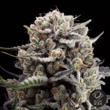 B-45 By Booba Silent Seeds - GB The Green Brand