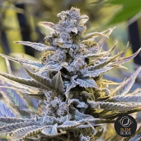 Cookielato di Silent Seeds - GB The Green Brand