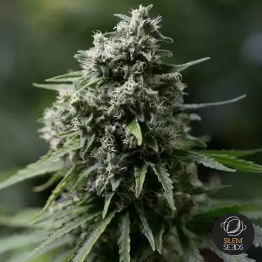 Critical + 2.0 di Dinafem femminilizzata.