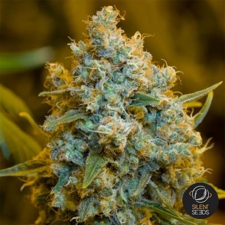 Critical Jack di Silent Seeds femminizzata