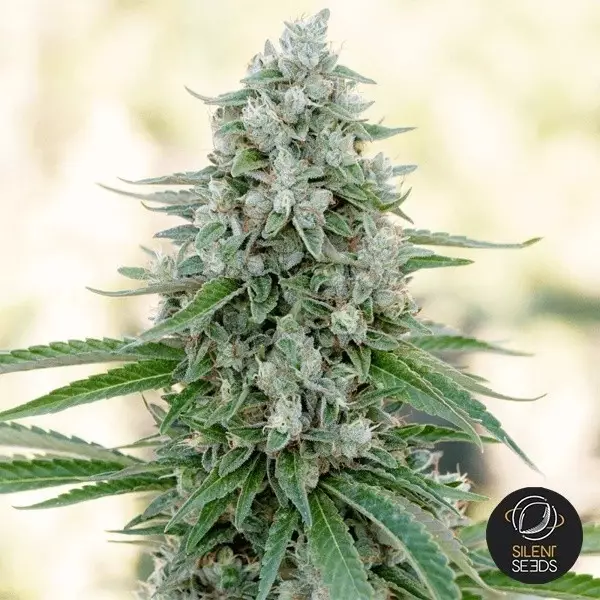 Visualizzazione Critical Mango di Silent Seeds - GB The Green Brand