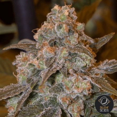Gorilla Frost Silent Seeds - GB The Green Brand