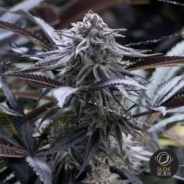 Visualizzazione Grape Juice