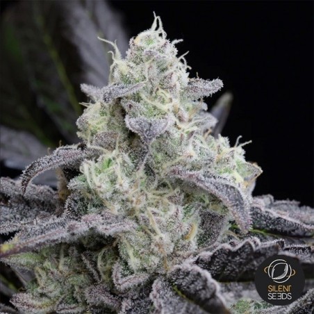 L.A. Vanilla Cake di Silent Seeds - GB The Green Brand