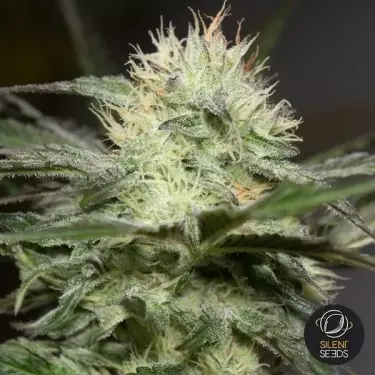 Lemon Sobert- GB The Green Brand