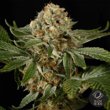 OG Kush Silent Seeds