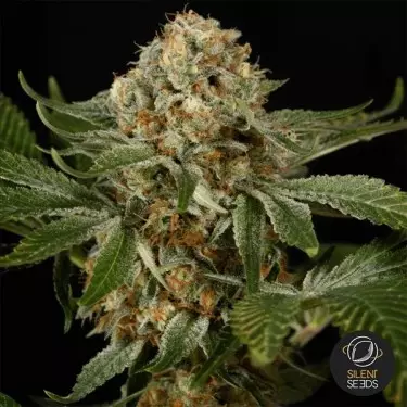 OG Kush di Silent Seeds semi femminizzati- Grow Barato