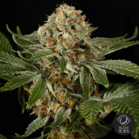 OG Kush di Silent Seeds semi femminizzati- Grow Barato