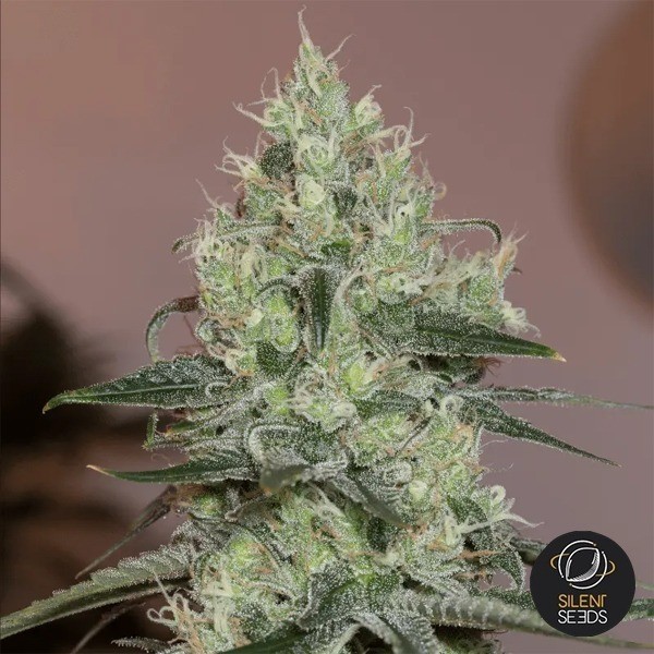 Original Amnesia di Silent Seeds femminizzata