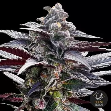 Pink Sunset by Sherbinskis Silent Seeds - GB The Green Brand