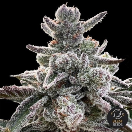 Polar Gelato by Sherbinskis Silent Seeds - GB The Green Brand