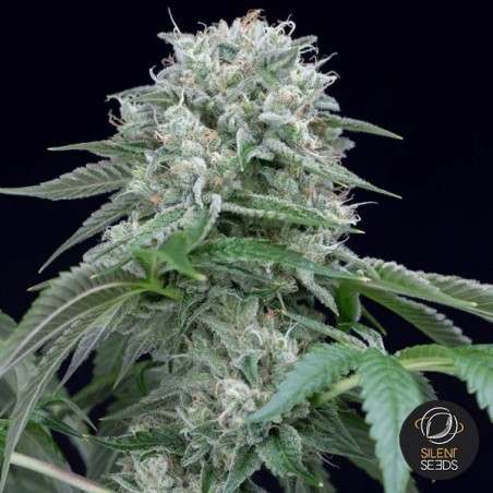 Starfire OG di Silent Seeds - GB The Green Brand