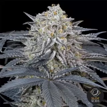 Watermelon Runtz Silent Seeds - GB The Green Brand