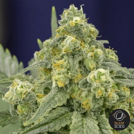 White Widow di Silen Seeds semi femminizzati- Grow Barato