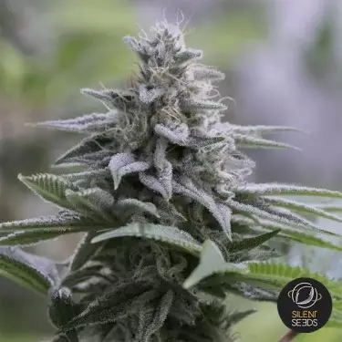 Zkittlez 2.0 Silent Seeds - GB The Green Brand